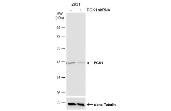 Western Blot PGK1 Antibody