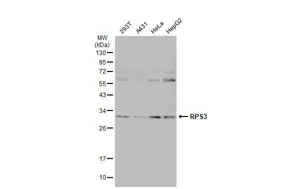 Western Blot: RPS3 Antibody [NBP1-33691] - Various whole cell extracts (30 ug) were separated by 12% SDS-PAGE, and the membrane was blotted with RPS3 antibody (NBP1-33691) diluted at 1:500. The HRP-conjugated anti-rabbit IgG antibody  was used to detect the primary antibody.