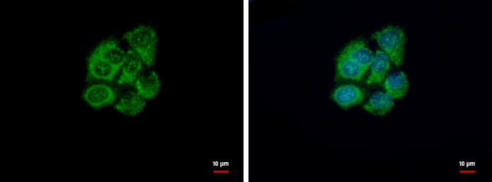 Immunocytochemistry/ Immunofluorescence: GSTZ1 Antibody [NBP1-33693] - GSTZ1 antibody [N1C3] detects GSTZ1 protein at cytoplasm by immunofluorescent analysis.Sample: HepG2 cells were fixed in ice-cold MeOH for 5 min.Green: GSTZ1 protein stained by GSTZ1 antibody [N1C3] (NBP1-33693) diluted at 1:500.Blue: Hoechst 33342 staining.