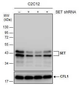 <b>Genetic Strategies Validation. </b>Western Blot: SET Antibody [NBP1-33713] - Non-transfected (–) and transfected (+) C2C12 whole cell extracts (30 ug) were separated by 12% SDS-PAGE, and the membrane was blotted with SET antibody  diluted at 1:1000.