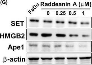 Raddeanin A‐treated NK cells enhance apoptosis in FaDu cells. (A, B) Mitochondrial membrane potential assay and (C, D) annexin V/PI stain assay of FaDu cells were measured after Raddeanin A treatment by Muse Cell Analyser. Quantitative data were analysed by Muse Cell Software V1.4.0.0. (E) Fas protein levels of Raddeanin A‐induced apoptosis. FaDu cells were cocultured with KHYG‐1 cells at an effector: Target ratio of 6:1 And then treated with Raddeanin A for 24 h. (F) FaDu cells were treated with Raddeanin A for 24 h. Cell viability was assessed using WST‐8 assays. (G, H) Protein levels of Raddeanin A‐induced apoptosis. FaDu cells were cocultured with KHYG‐1 cells at an effector: Target ratio of 6:1 and then treated with Raddeanin A for 24 h. ImageJ was used for protein quantification; the levels of all proteins were normalized to that of  beta ‐Actin. Data were presented as the mean +/- standard deviation (n = 3) of three independent experiments. *p < 0.05 compare with control; # p < 0.05 compare with cotreatment control. Image collected and cropped by CiteAb from the following open publication (//pubmed.ncbi.nlm.nih.gov/39175122), licensed under a CC-BY license. Not internally tested by Novus Biologicals.