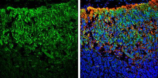 SNAP25 antibody detects SNAP25 protein expression by immunohistochemical analysis.Sample: Frozen sectioned E13.5 Rat brain. Green: SNAP25 protein stained by SNAP25 antibody (NBP1-33714) diluted at 1:250.Red: beta Tubulin 3/ TUJ1, a mature neuron marker, stained by beta Tubulin 3/ TUJ1 antibody [GT11710]  diluted at 1:500.Blue: Fluoroshield with DAPI . 