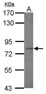 Western Blot: FXR1 Antibody [NBP1-33719] - Sample (30 ug of whole cell lysate)  A: zebrafish brain  7.5% SDS PAGE  NBP1-33719 diluted at 1:1000 