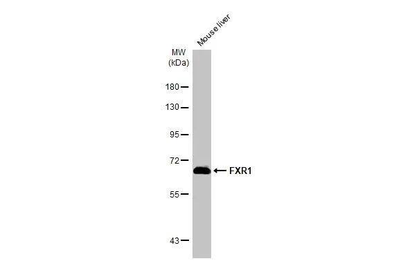 Western Blot FXR1 Antibody - BSA Free