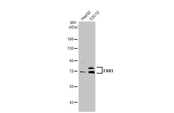Western Blot FXR1 Antibody - BSA Free