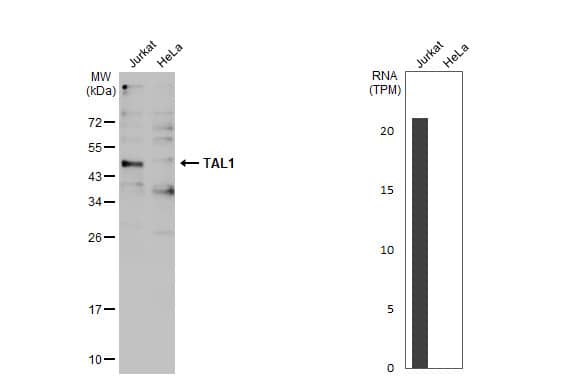 <b>Orthogonal Strategies Validation. </b>Western Blot: SCL/Tal1 Antibody [NBP1-33757] - Various whole cell extracts (30 ug) were separated by 12% SDS-PAGE, and the membrane was blotted with TAL1 antibody [C2C3], C-term  diluted at 1:500. The HRP-conjugated anti-rabbit IgG antibody  was used to detect the primary antibody. Corresponding RNA expression data for the same cell lines are based on Human Protein Atlas program.