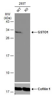 Western Blot GSTO1 Antibody - BSA Free