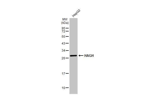 Western Blot Glyoxalase II/HAGH Antibody - BSA Free