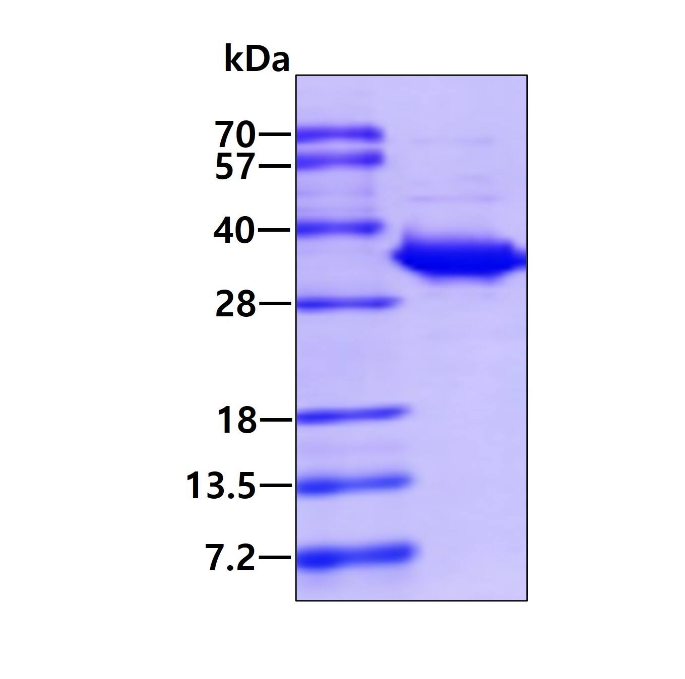 SDS-Page: Recombinant Human HO-2/HMOX2 Protein [NBP1-37089] - 3ug by SDS-PAGE under reducing condition and visualized by coomassie blue stain.