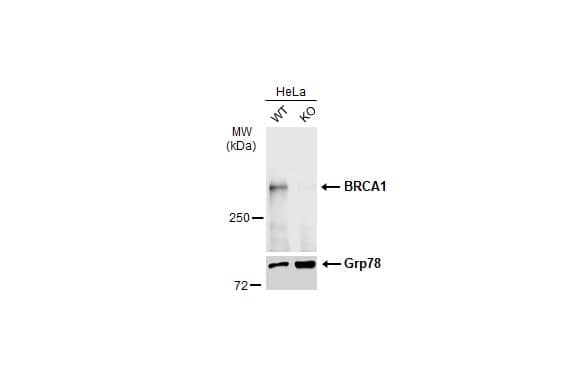 <b>Genetic Strategies Validation. </b>Western Blot: BRCA1 Antibody (17F8) [NBP1-41185] - Wild-type (WT) and BRCA1 knockout (KO) HeLa cell extracts (30 ug) were separated by 5% SDS-PAGE, and the membrane was blotted with BRCA1 antibody [17F8] - ChIP grade  diluted at 1:500. The HRP-conjugated anti-mouse IgG antibody  was used to detect the primary antibody, and the signal was developed with Trident ECL plus-Enhanced.