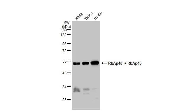 Western Blot: RBBP4/RbAp48 Antibody (15G12) [NBP1-41202] - Various whole cell extracts (30 ug) were separated by 10% SDS-PAGE, and the membrane was blotted with RBBP4/RbAp48 antibody [15G12] (NBP1-41202) diluted at 1:500. The HRP-conjugated anti-mouse IgG antibody  was used to detect the primary antibody, and the signal was developed with Trident ECL plus-Enhanced.