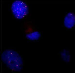 Immunocytochemistry/ Immunofluorescence TRF-1 Antibody (4E4) - Azide and BSA Free