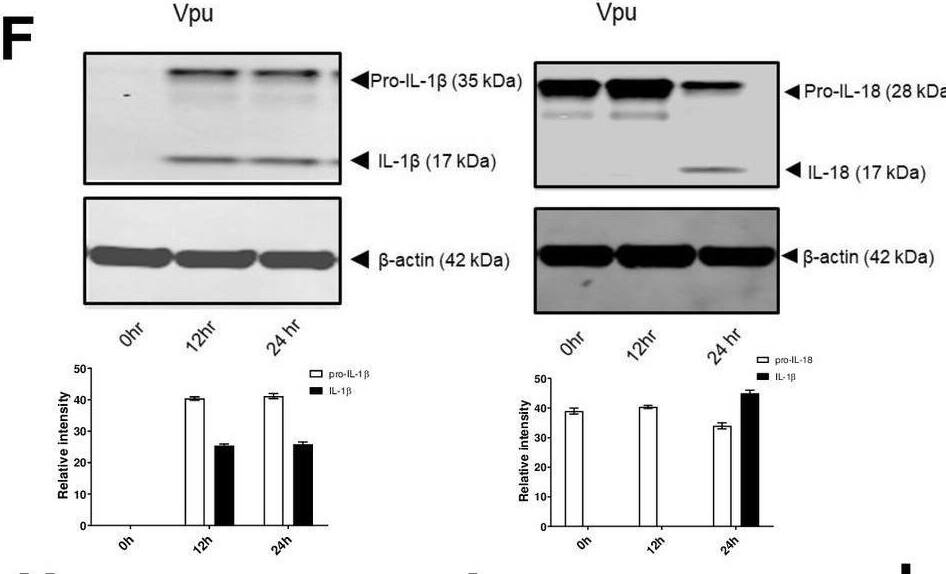 HIV Vpu and gp41 play a role in inflammasome activation.Monocyte derived macrophages (MDMs) (1 x 106) were either left untreated or transfected with 2μg of pVpu plasmid expressing Vpu or pgp41 or gp120 plasmid expressing gp120. Supernatants were collected and tested for IL-1 beta  and IL-18 secretion at 12 hr (A) and 24 hr (B). Cells extracts at 12 hr from mock or transfected cells were analysed for the presence of caspase-1 p20 by western blotting, followed by quantification using Image Studio Lite (Licor) and normalized to internal control ( beta -actin) from 3 western blots(C). MDMs expressing gp41 (D) or Vpu (E) monocytes were silenced for TLR2, TLR3, TLR4 and TLR8 by siRNA. Supernatant was collected at 12 hr and analysed for IL-1 beta  and IL-18 using ELISA. Cell extracts of MDMs stimulated with either Vpu (F) or gp41 (G) were analysed for the presence of pro-IL-1 beta , pro-IL-18, cleaved IL-1 beta  or cleave IL-18 by western blotting, followed by quantification using Image Studio Lite (Licor) and normalized to internal control ( beta -actin) from 3 western blots. MDMs expressing Vpu (H-J), gp41 (K-M) or pgmock (N-P) were silenced for NLRP3, NLRP1, NLRC4 or NLRP3 and NLRC4 by siRNA. Supernatant was collected at 12 hr and analysed for IL-1 beta  (Η, Κ, Ν) and IL-18 (I,L,O) using ELISA. All graphs were normalized to the level of siRNA knockdown. Cells extracts were analysed for the presence of caspase-1 p20 at 12 hr by western blotting, followed by quantification using Image Studio Lite (Licor) and normalized to internal control ( beta -actin) from 3 western blots (J,M,P). The data represent the mean of three independent experiments +/- SD (n = 3 sets of macrophages) yielding consistent results. **, p < 0.005 and ***, p < 0.001 indicate statistically significant differences. Image collected and cropped by CiteAb from the following open publication (//pubmed.ncbi.nlm.nih.gov/33861800), licensed under a CC-BY license. Not internally tested by Novus Biologicals.