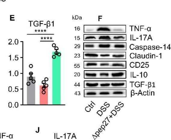∆pep27 immunization repressed proinflammatory cytokines expression via Tregs upregulation to enhance barrier permeability. (A) Heat map analysis revealed inhibition of inflammation-related genes, antioxidant genes, and repression of the caspase-14 by ∆pep27 in colon. (B–F) Caspase-14 transcription (B), Treg transcription factor and anti-inflammatory mediators (C–E) in DIC were determined by qPCR. (F) Levels of various proteins were confirmed by western blot analysis using  beta -actin as an internal control. Band intensity was quantified using ImageJ 2.1.4.6 software (National Institutes of Health, Bethesda, MD, USA). (G,H) Epithelial barrier disruption was determined by tight junction gene (G) and Evans blue dye assay (H). (I–O) Protein expression was quantified by band density and analyzed by ImageJ 2.1.4.6 software (National Institutes of Health, Bethesda, MD, USA). Statistically significant differences were defined as * p ≤ 0.05; ** p ≤ 0.01; *** p ≤ 0.001; and **** p ≤ 0.0001. Statistical comparison among groups was performed by mean +/- SEM using one-way ANOVA followed by Tukey multiple comparison test (n = 5 mice/group). Results are representative of three independent experiments. Image collected and cropped by CiteAb from the following open publication (//www.mdpi.com/2076-2607/10/9/1871), licensed under a CC-BY license. Not internally tested by Novus Biologicals.