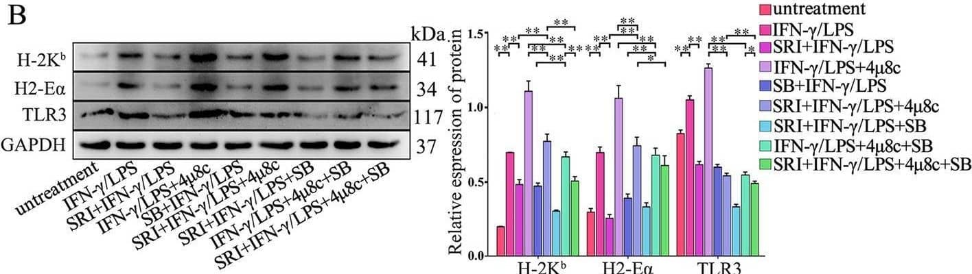 TGF-beta -IRE1 alpha  signaling inhibits immunological characteristics of muscle cells by attenuating p38 MAPK pathway. Western blot analyses of the expression changes of H-2Kb, H2-E alpha , or TLR3 in MPC-myotubes derived from Con and SM TGF-beta r2−/− mice (A), or in TGF-beta r2−/− MPC-myotubes (B) with or without stimulation of IFN-gamma /LPS, SRI, 4μ8C, and/or SB (p38 pathway inhibitor). The relative protein expression values are expressed as a ratio (protein of interest/GAPDH). All data are presented as means +/- SD (n = 3). A one-way ANOVA was used for multiple comparisons (*P < 0.05; **P < 0.01) Image collected and cropped by CiteAb from the following open publication (//pubmed.ncbi.nlm.nih.gov/36849929), licensed under a CC-BY license. Not internally tested by Novus Biologicals.