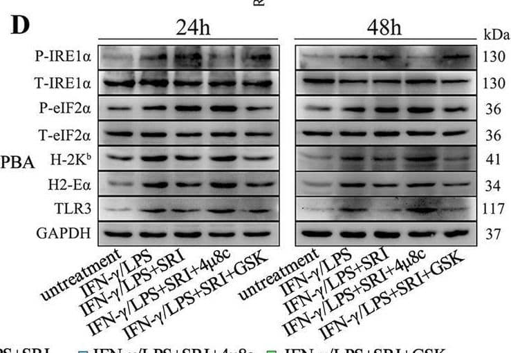 TGF-beta  signaling inhibits immunological characteristics of myofibers through activating the IRE1 alpha  pathway. Western blot analyses of the expression changes of Smad pathway proteins, IRE1 alpha  and PERK pathway proteins, and immunological molecules in MPC-myotubes isolated from SM TGF-beta r2−/− mice, with or without 48 h stimulation of IFN-gamma /LPS and/or SRI (A); 24 or 48 h stimulation of IFN-gamma /LPS, SRI, 4-PBA, 4μ8C (IRE1 alpha  pathway inhibitor) or GSK (PERK pathway inhibitor) (B, D). The relative protein expression values are expressed as a ratio [protein of interest/GAPDH or phosphorylated (P) protein/total (T) protein]. C mRNA levels of IL-1 beta , IL-6, and MCP-1 in MPC-myotubes isolated from SM TGF-beta r2−/− mice, with or without 48 h stimulation of IFN-gamma /LPS, SRI and/or 4-PBA,analyzed by qPCR. All data are presented as means +/- SD (n = 3). A one-way ANOVA was used for multiple comparisons (*P < 0.05; **P < 0.01) Image collected and cropped by CiteAb from the following open publication (//pubmed.ncbi.nlm.nih.gov/36849929), licensed under a CC-BY license. Not internally tested by Novus Biologicals.