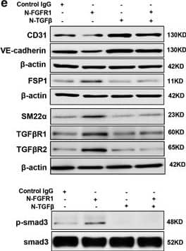AcSDKP suppresses TGF beta /smad signaling and EndMT through the FGFR1/FRS2 pathway. (a) HMVECs were treated with N-FGFR1 for 48 h, and the FGFR1, TGF beta R1 and TGF beta R2 protein levels were analyzed by western blot. (b) HMVECs were treated with TGF beta 2 in the presence or absence of N-FGFR1 for 15 min with or without AcSDKP preincubation. The p-smad3 and TGF beta R1 protein levels were analyzed by western blot. Densitometric analysis of the p-smad3/smad3 and TGF beta R1/ beta -actin levels (n=3) in each group was performed. (c) HMVECs were incubated with either N-FGFR1 in the presence or absence of TGF beta 2 for 48 h with or without preincubation with AcSDKP for 2 h or with N-FGFR1 in the presence or absence of TGF beta 2 for 48 h with or without 24 h of incubation with FGF2 (50 ng/ml). The CD31, SM22 alpha , FSP1 and  alpha -SMA protein levels were analyzed by western blot. (d) HMVECs were transfected with FRS2 siRNA (100 nM) for 48 h with or without AcSDKP preincubation. The VE-cadherin, FSP1, vimentin, SM22 alpha  and p-smad3 levels were analyzed by western blot. (e) HMVECs were treated with N-FGFR1 for 48 h or 15 min in the presence or absence of N-TGF beta  (1, 2, 3) (1.0  μg/ml). The CD31, VE-cadherin, SM22 alpha , FSP1, TGF beta R1, TGF beta R2 and p-smad3 levels were analyzed by western blot Image collected and cropped by CiteAb from the following open publication (//pubmed.ncbi.nlm.nih.gov/28771231), licensed under a CC-BY license. Not internally tested by Novus Biologicals.