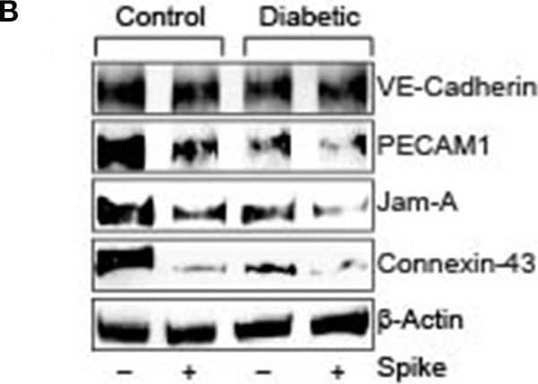 SARS-CoV-2 spike protein (Spike) increases endothelial permeability by downregulation of junctional proteins in diabetic endothelial cells. (A) Endothelial transwell permeability assay, mean data expressed as fold change. n = 6 for each, *P < 0.05 vs. untreated control, δP < 0.05 vs. untreated diabetic, #P < 0.05 vs. Spike-treated control. (B) Representative Western blot indicating expression of endothelial junctional proteins in endothelial cell culture with or without Spike treatment. (C) Mean data indicating fold change in protein expression. n = 6 for each, *P < 0.05 vs. untreated control, δP < 0.05 vs. untreated diabetic, #P < 0.05 vs. Spike-treated control. Image collected and cropped by CiteAb from the following open publication (//pubmed.ncbi.nlm.nih.gov/34179146), licensed under a CC-BY license. Not internally tested by Novus Biologicals.