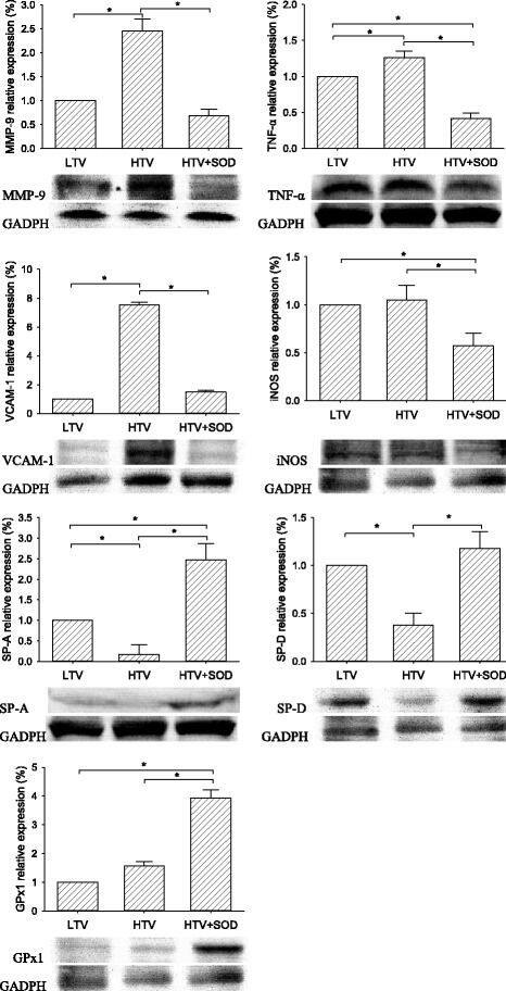 Western blot analyses of protein expressions of glutathione peroxidase-1 (GPx1), vascular cell adhesion molecule 1 (VCAM-1), inducible nitric oxide (iNOS), nuclear factor (NF-kappa B), matrix metalloproteinase-9 (MMP-9), and surfactant protein A and D (SP-A and SP-D) in lung (n = 3; * and # signify P < 0.05 and P < 0.001, respectively)