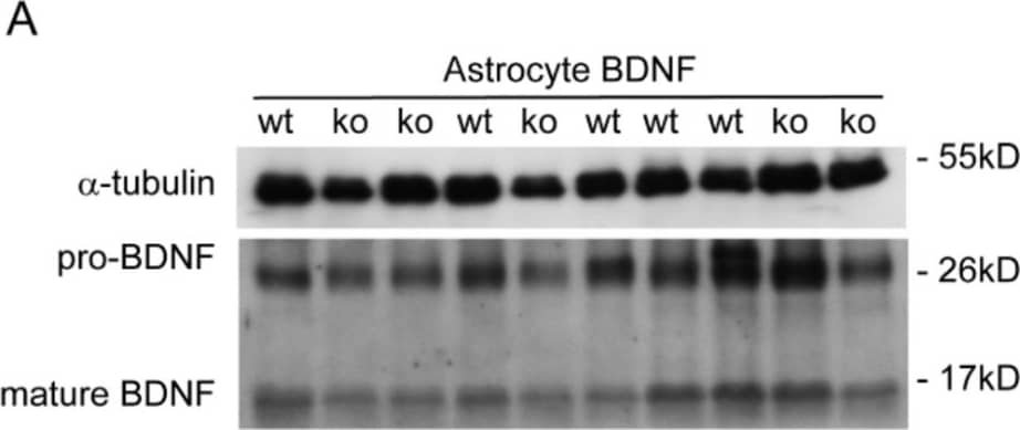 Deficiency of astrocyte BDNF reduces vasculature and pericytes in the brain. Brain homogenates from 10 month-old C57BL/6 mice with (ko) and without (wt) knockout of Bdnf gene in astrocytes for 3 months were detected for protein levels of BDNF (A). Knockout of Bdnf gene significantly reduced mature BDNF but not pro-BDNF (B and C; t-test, n = 9–11 per group). Brain sections were then stained for collagen type IV and quantified for the vasculature (D). Deficiency of astrocyte BDNF significantly reduced both the length and density of branch points of cerebral vessels (E and F; t-test, n = 8 per group). Additionally, microvessels were isolated from brains and detected with Western blot for pericyte markers and relevant signaling molecules (G and J). Deficiency of astrocyte BDNF decreased the protein level of PDGFR beta , but not CD13 (H and I; t-test, n = 11–12 per group), and reduced the phosphorylation of both Akt and Erk1/2 (K and L; t-test, n = 4–9 per group) Image collected and cropped by CiteAb from the following open publication (//actaneurocomms.biomedcentral.com/articles/10.1186/s40478-025-02181-y), licensed under a CC-BY license. Not internally tested by Novus Biologicals.