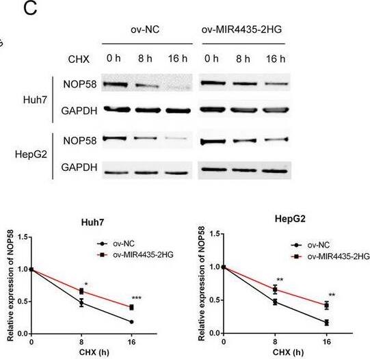 Western Blot NOP58 Antibody