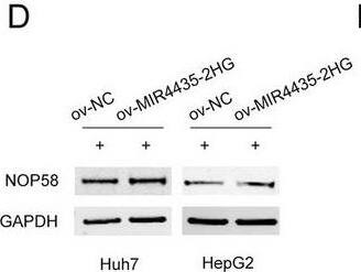 Western Blot NOP58 Antibody