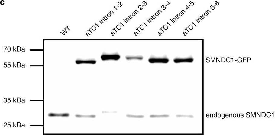Western Blot SMNDC1 Antibody - BSA Free