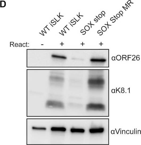 KSHV lacking SOX produces fewer infectious virions. (A) Western blot of whole cell lysates from iSLK cells containing a KSHV mutant that does not express SOX (SOX stop) or a mutant rescue version of KSHV where SOX expression is restored (SOX stop MR). Lysates were harvested 72 hours post lytic reactivation and blotted with an anti-SOX antibody. Vinculin serves as a loading control. (B, C) RT-qPCR was used to measure the RNA levels of several host (B) or viral (C) transcripts at 48 hours post-reactivation in iSLK cell lines containing the indicated WT or mutant KSHV. Transcript levels were normalized to 18S and to the WT iSLK unreactivated population for (B) for the WT iSLK reactivated population (C). A minimum of three biological replicates are shown. The peak timing of each of the viral genes’ expression is indicated below their name (57). (D) Western blot of lysates from the indicated iSLK cell lines that were either unreactivated or reactivated for 48 hours showing expression of late viral proteins ORF26 and K8.1. Vinculin is used as a loading control. (E) RT-qPCR was used as in (C) to measure the levels of the indicated viral transcripts, but in the presence of 500 mM of the viral DNA replication inhibitor phosphonoacetic acid (PAA). *P ≤ 0.05, one-way ANOVA followed by Dunnett's multiple comparisons test versus WT iSLK. (F) Infectious virion production was measured by flow cytometry on 1 × 106 293T cells infected with 1 ml of supernatant from 1 × 106 reactivated iSLKs. Bars represent the percentage of naïve 293T cells that became GFP positive after 24 hours. Data are from a minimum of four independent biological replicates. ****P ≤ 0.001, one-sample t test versus hypothetical value of 1. Image collected and cropped by CiteAb from the following open publication (//pubmed.ncbi.nlm.nih.gov/36537232), licensed under a CC-BY license. Not internally tested by Novus Biologicals.