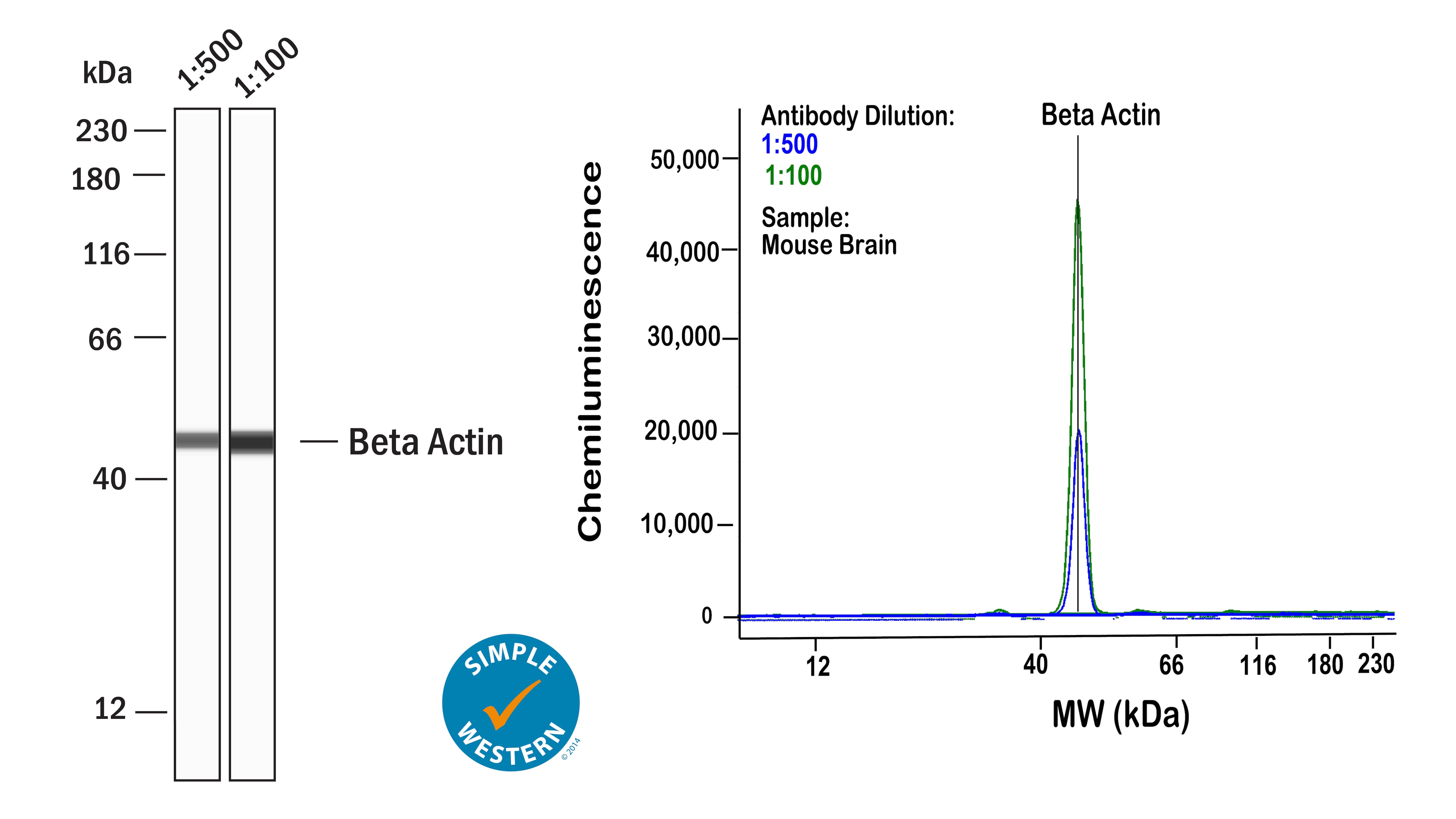 Left: Simple Western lane view shows lysates of mouse brain, loaded at 1 mg/ml. A specific band was detected for  beta ‑Actin at approximately 47 kDa (as indicated) using both 1:500 and 1:100 of Mouse Anti-Human/Mouse/Rat  beta ‑Actin Monoclonal Antibody (Catalog # NBP1-47423) followed by HRP-conjugated Goat Anti-Mouse Secondary Antibody (Catalog # 042-205). This experiment was conducted under reducing conditions and using the 12-230kDa separation system. Right: Simple Western electropherogram showing the same Mouse Anti-Human/Mouse/Rat  beta ‑Actin Monoclonal Antibody (Catalog # NBP1-47423) tested at 1:500 (blue line) and 1:100 (green line) in the mouse brain.
