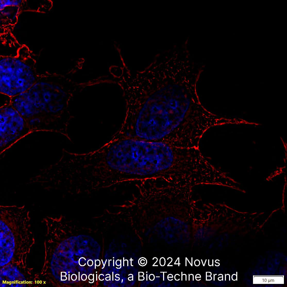 Beta-Actin (8H10D10) was detected in immersion fixed MCF7 human breast cancer cell line using Mouse anti-beta-Actin (8H10D10) Protein G Purified Monoclonal Antibody conjugated to Biotin (Catalog # NBP1-47423B) at 5 µg/mL overnight at 4C. Cells were stained using Streptavidin conjugated to DyLight 550 (red) and counterstained with DAPI (blue). Cells were imaged using a 100X objective and digitally deconvolved.