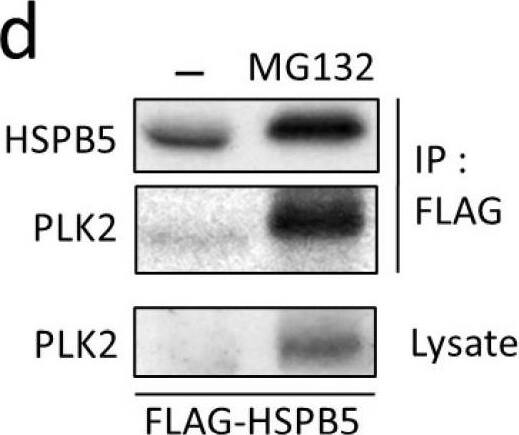 PLK2, a novel binding protein of HSPB5, is induced by MG132 in L6 cells. (a) Schematic diagram of domain structure of PLK2. K90, K95, and K111 indicate position of lysine residue (K) biotinylated by HSPB5-BioID2. Lysine residues were numbered based on amino acid sequence of PLK2 derived from Homo sapiens (NCBI NP_006613). (b) Comparison of induction of HSPB5 and PLK2 expression by ER stress-induced drugs. Differentiated L6 cells were treated with 5 uM MG132 or 0.1 ug/mL tunicamycin for 24 h. Induction of HSPB5, and PLK2 protein expression was detected by Western blotting. (c) Graph shows levels of endogenous proteins induced by the drug. Data represent means +/- standard error (n = 3). Statistical analyses were performed using t-test. ** p < 0.01; n.s. means not significant. (d) Verification of binding of PLK2 to HSPB5. FLAG-HSPB5 was overexpressed in L6 cells by liposome transfection. After 5 uM MG132 treatment (24 h), cells were solubilized, and HSPB5 pull-down assay was performed using an anti-tag antibody. (e) Quantification of binding of PLK2 to HSPB5. Control cells were transfected with empty vector. After 5 uM MG132 treatment (24 h), a pull-down assay was performed using an anti-tag antibody. Graph presents level of endogenous PLK2 pulled down by HSPB5. Data represent means +/- standard error (n = 3). Statistical analyses were performed using t-test. * p < 0.05. Image collected and cropped by CiteAb from the following open publication (//pubmed.ncbi.nlm.nih.gov/36232565), licensed under a CC-BY license. Not internally tested by Novus Biologicals.