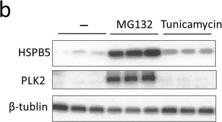 PLK2, a novel binding protein of HSPB5, is induced by MG132 in L6 cells. (a) Schematic diagram of domain structure of PLK2. K90, K95, and K111 indicate position of lysine residue (K) biotinylated by HSPB5-BioID2. Lysine residues were numbered based on amino acid sequence of PLK2 derived from Homo sapiens (NCBI NP_006613). (b) Comparison of induction of HSPB5 and PLK2 expression by ER stress-induced drugs. Differentiated L6 cells were treated with 5 uM MG132 or 0.1 ug/mL tunicamycin for 24 h. Induction of HSPB5, and PLK2 protein expression was detected by Western blotting. (c) Graph shows levels of endogenous proteins induced by the drug. Data represent means +/- standard error (n = 3). Statistical analyses were performed using t-test. ** p < 0.01; n.s. means not significant. (d) Verification of binding of PLK2 to HSPB5. FLAG-HSPB5 was overexpressed in L6 cells by liposome transfection. After 5 uM MG132 treatment (24 h), cells were solubilized, and HSPB5 pull-down assay was performed using an anti-tag antibody. (e) Quantification of binding of PLK2 to HSPB5. Control cells were transfected with empty vector. After 5 uM MG132 treatment (24 h), a pull-down assay was performed using an anti-tag antibody. Graph presents level of endogenous PLK2 pulled down by HSPB5. Data represent means +/- standard error (n = 3). Statistical analyses were performed using t-test. * p < 0.05. Image collected and cropped by CiteAb from the following open publication (//pubmed.ncbi.nlm.nih.gov/36232565), licensed under a CC-BY license. Not internally tested by Novus Biologicals.