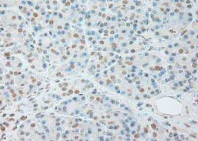 Immunohistochemistry-Paraffin: IL-6 Antibody (OTI3G9) [NBP1-47810] - Staining of Human pancreas tissue within the normal limits using anti-IL-6 mouse monoclonal antibody. (Heat-induced epitope retrieval by 10mM citric buffer, pH6.0, 100 degrees C for 10min.)