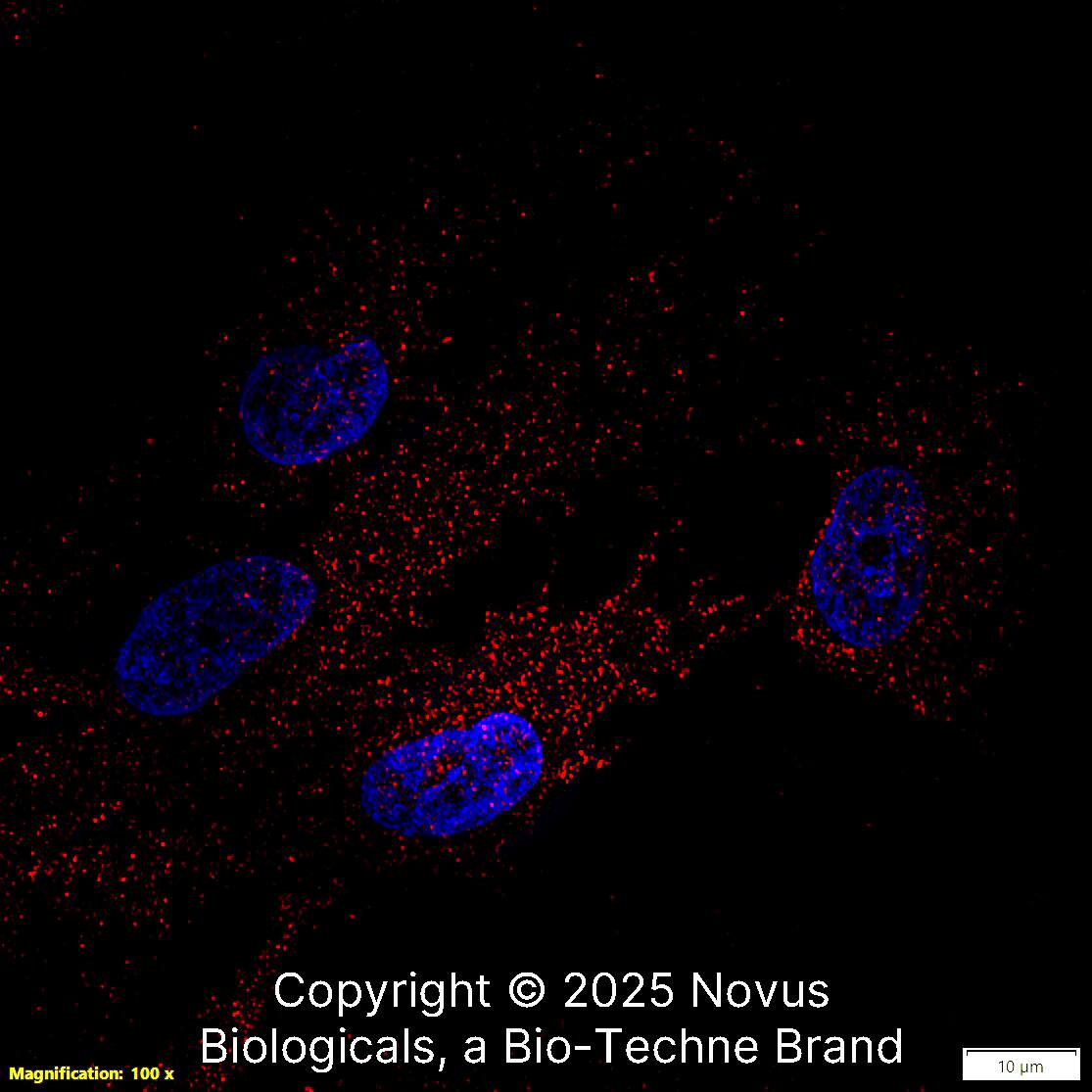 N-Cadherin (13A9) was detected in immersion fixed U-251 MG human glioblastoma cell line using Mouse anti-N-Cadherin (13A9) Protein G Purified Monoclonal Antibody conjugated to DyLight 550 (Catalog # NBP1-48309R) (red) at 10 µg/mL overnight at 4C. Cells were counterstained with DAPI (blue). Cells were imaged using a 100X objective and digitally deconvolved.  