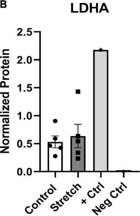 Simple Western: Lactate Dehydrogenase A/LDHA Antibody - BSA Free [NBP1-48336] - Protein changes in ONHAs corroborate bioenergetics data. (A) Glucose transporter-1 protein levels in Stretched ONH astrocytes are significantly higher than Control (*p = 0.0225, n = 7 Control, n = 8 Stretch). Retinal lysate from a 2 month-old mouse was used as a positive control for each protein analyzed, while negative control was the signal obtained when no primary antibody was included in the capillary. (B) Lactate dehydrogenase-A, the astrocyte-specific isoform of the enzyme that catalyzes the interconversion of pyruvate & lactate, has equivalent protein levels in Control & Stretch ONH astrocytes. (C) Glucose-6-phosphate dehydrogenase, the enzyme that shunts glucose into the pentose phosphate pathway, is no different in Control & Stretch ONH astrocytes. (D) Glutamine synthetase, the enzyme that synthesizes glutamine from glutamate, is no different in Control & Stretch ONH astrocytes. (E) The monomeric form of glutamate-aspartate transporter (GLAST) has significantly higher protein levels in the Stretch as compared to the Control ONH astrocytes (p = 0.020; n = 4 Control, n = 5 Stretch). (F) GLAST dimer protein levels are no different in Control & Stretch ONH astrocytes. Image collected & cropped by CiteAb from the following publication (//pubmed.ncbi.nlm.nih.gov/35992925), licensed under a CC-BY license. Not internally tested by Novus Biologicals.