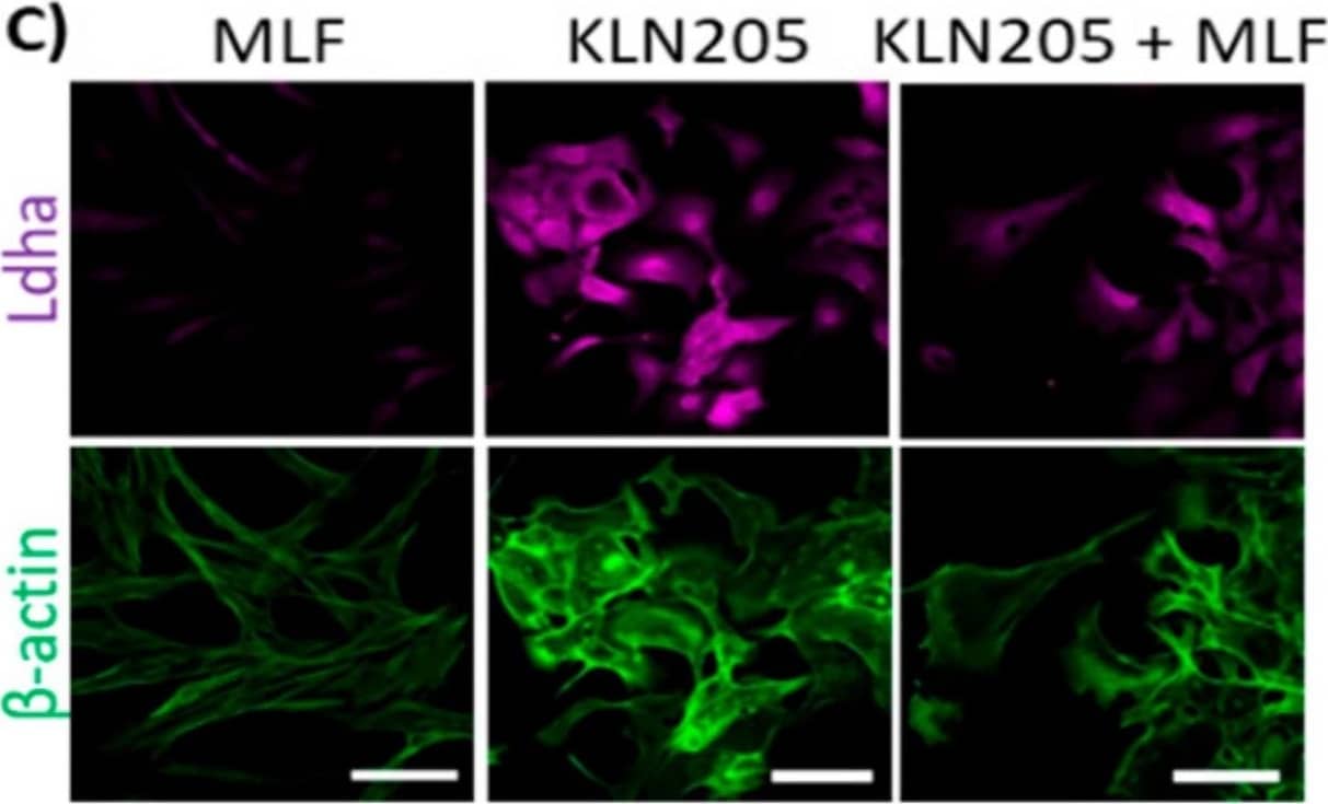The effect of the co-culturing of cancer cells and fibroblasts on the expression of Hk2 and Ldha. (A) and (B): the co-culturing of fibroblasts (murine lung fibroblasts (MLF) or human lung fibroblasts (HLF)) with respective cancer cells (KLN205 or A549) decreased the level of Hk2 in cancer cells, having only a minor effect on the enzyme in fibroblasts. (C) and (D): in the co-cultures, the expression of Ldha was reduced in cancer cells, but was elevated in fibroblasts. Bar = 50 um. The black and white images depict differences in the shape and size of fibroblasts and cancer cells in the co-cultures. The ratio of the fluorescence of Hk2 and Ldha to  beta -actin in the MLF and HLF monocultures was assumed to be 1. Asterisks indicate a statistically significant difference (p < 0.05). All the experiments were performed in triplicate and obtained similar results, and representative data from one experiment are shown in the figure. Image collected and cropped by CiteAb from the following open publication (//pubmed.ncbi.nlm.nih.gov/31947613), licensed under a CC-BY license. Not internally tested by Novus Biologicals.