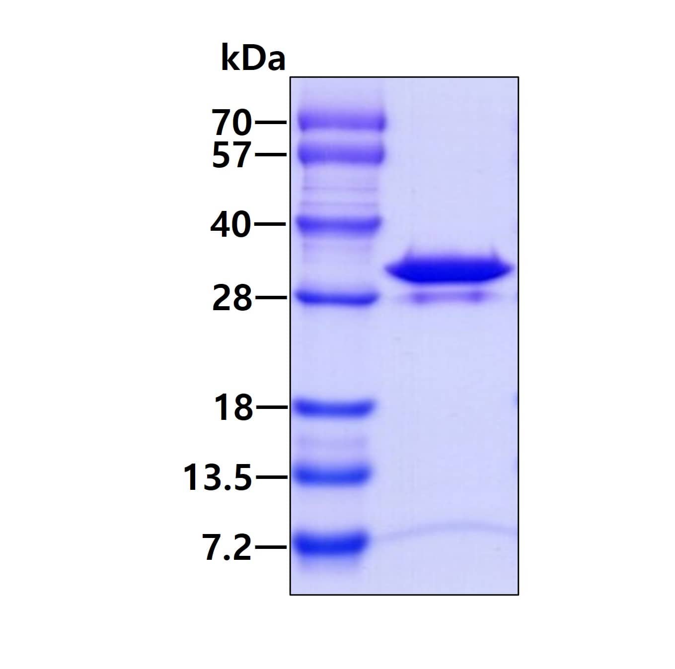 3ug by SDS-PAGE under reducing condition and visualized by coomassie blue stain.