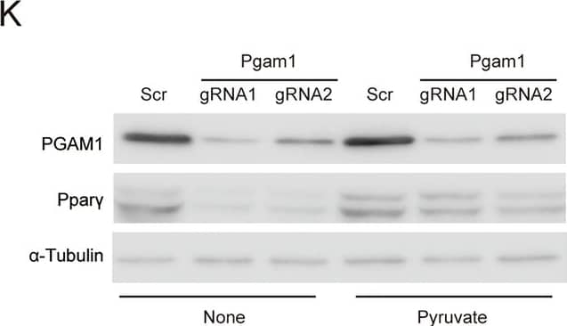 Western Blot PGAM1 Antibody - BSA Free