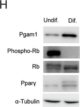 Western Blot PGAM1 Antibody - BSA Free