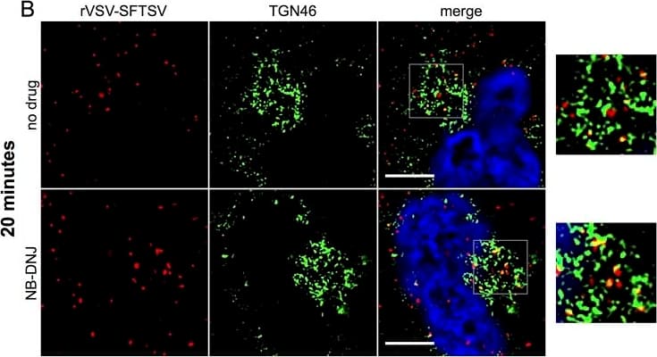 Immunofluorescence microscopy of incoming virus particles, 20 minutes.(A, B) A549 cells were plated onto glass coverslips and the following day replaced with media containing NB-DNJ (200μM) or left untreated. Forty-eight hours later, cells were chilled to 4C on ice, then rVSV-SFTSV was bound by centrifugation (1200xg, 30’, 4C). Following centrifugation, media was replaced with pre-warmed media (37C) and the cells placed in a 37C incubator for 20 minutes before fixation in 2% paraformaldehyde for 10 minutes. Cells were then immunostained for viral antigen (anti-VSV M, red), cellular markers (green), and nuclei stained with DAPI (blue). Images are representative from at least 3 independent experiments. (A) A549 cells co-stained for rVSV-SFTSV (red) and early endosome marker EEA1 (green). (B) A549 cells co-stained for rVSV-SFTSV (red) and trans-Golgi marker TGN46 (green). Boxes indicate zoomed-in regions. Scale bar represents 5μm. Image collected and cropped by CiteAb from the following open publication (//pubmed.ncbi.nlm.nih.gov/28388693), licensed under a CC-BY license. Not internally tested by Novus Biologicals.