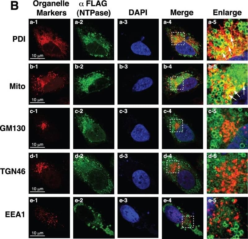 Nonvesicular fraction of GII-NTPase significantly localizes to the ER or mitochondria in cells. (A) The expression plasmid encoding F-NTPase was transfected into A7 cells. After 24 h of transfection, cells were fixed and dual labeled with an anti-FLAG antibody (green) and a rabbit polyclonal anti-NTPase antibody (red). Colocalization of signals recognized by the anti-FLAG and the anti-NTPase antibodies was detected as yellow color. Scale bar, 50 μm. (B) A7 cells expressing F-NTPase were fixed and dual stained with an anti-FLAG antibody (green) and a set of antibodies or a fluorescent dye (MitoTracker [Mito]) specific for organelle markers (red). Colocalization of F-NTPase with the signals of organelle-specific markers are shown in yellow (arrows). The dashed boxes in each merged image were enlarged and are shown at the right. As noted, the nonvesicular areas of F-NTPase colocalize with the signals of PDI (an ER marker) or Mito (a mitochondrial probe) but not those of GM130 (a cis-Golgi marker), TGN46 (a trans-Golgi marker), and EEA1 (an endosomal marker). Scale bars, 10 μm. Image collected and cropped by CiteAb from the following open publication (//pubmed.ncbi.nlm.nih.gov/29212938), licensed under a CC-BY license. Not internally tested by Novus Biologicals.