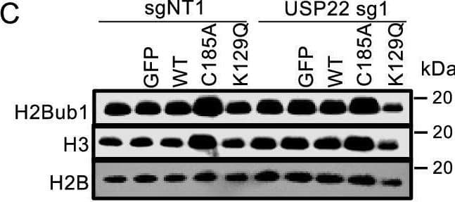 Catalytic activity of USP22 is not a barrier to reprogramming.A Diagram showing USP22 domains and mutated amino acid positions. B Western blot image showing USP22 protein levels after USP22 overexpressions in both non-targeting and USP22 targeting gRNA expressing fibroblasts. Actin was used as a loading control. C Western blot image showing H2Bub protein levels after USP22 overexpressions in both non-targeting and USP22 targeting gRNA expressing fibroblasts. Histones H3 and H2B were used as loading controls. D Fold change in reprogramming efficiency upon USP22 overexpressions in both wild-type and USP22 knockout background. Triangular images above the bars are sections of representative Tra-1-60-stained wells. Error bars indicate the error of mean. n = 3, independent experiments for KR mutations, n = 4 for CA and KQ mutations in USP22 knockout background, and n = 5 for other comparisons. Two-sided t-test was performed between sgNT1 and USP22 sg1 without any overexpression and p-value is 0.0153. Two-sided t-test was performed between USP22 sg1 expressing cells without overexpression and WT, C185A, K129Q, and K129R and p-value is 0.0129, 0.0054, 0.0264, and 0.0052, respectively. E Western blot image showing H2Bub and H2Aub protein levels after ATXN7L3 or ENY2 knockouts in fibroblasts. H2B was used as a loading control. F Fold change in reprogramming efficiency upon ATXN7L3, ENY2, USP27X, or USP51 knockouts. Triangular images above the bars are sections of representative Tra-1-60-stained wells. Error bars indicate the error of mean. n = 5, independent experiments. Two-sided t-test shows p-value smaller than 0.0001 for ENY2 sg1 and sg2 compared to sgNT1. Image collected and cropped by CiteAb from the following open publication (//pubmed.ncbi.nlm.nih.gov/40102626), licensed under a CC-BY license. Not internally tested by Novus Biologicals.