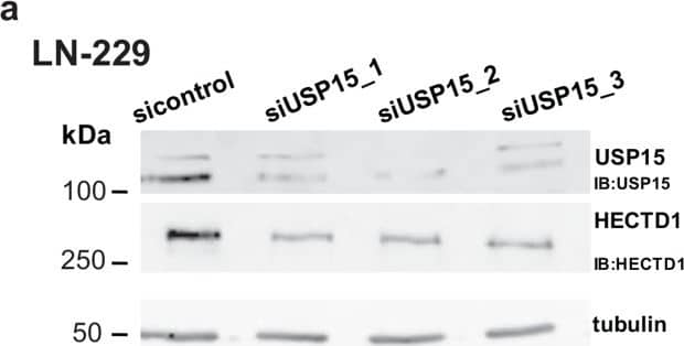 USP15 knockdown leads to decreased HECTD1 protein levels(a) USP15 knockdown with three siRNAs in LN-229 & (b) two siRNAs in LN-428. Image collected & cropped by CiteAb from the following publication (//www.oncotarget.com/lookup/doi/10.18632/oncotarget.22798), licensed under a CC-BY license. Not internally tested by Novus Biologicals.