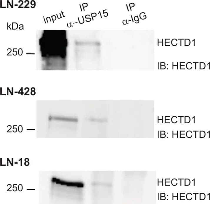 Western Blot: HECTD1 Antibody [NBP1-49926] - USP15 interacts with HECTD1 in GBM cell linesImmunoprecipitation using an antibody against the endogenous USP15 in LN-229, LN-428, & LN-18 protein extracts, analyzed by Western blot using an antibody against HECTD1. The control immunoprecipitation was performed with anti-rabbit IgG. Image collected & cropped by CiteAb from the following publication (//www.oncotarget.com/lookup/doi/10.18632/oncotarget.22798), licensed under a CC-BY license. Not internally tested by Novus Biologicals.