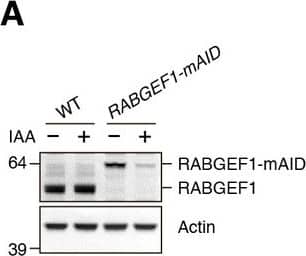 Western Blot: Rabex5 Antibody [NBP1-49938] - RABGEF1 is important for mitochondrial clearance.(A) WT & RABGEF1-mAID HCT116 cells were treated with or without IAA for 16 hr. Total cell lysates were analyzed by immunoblotting. (B) Quantification of Parkin recruitment to mitochondria in WT & RABGEF1-mAID HCT116 cells after 3 hr of valinomycin treatment. Partial & complete denote that YFP-Parkin signals were overlapped with some of & all mitochondria, respectively. (C) YFP-Parkin stably expressing WT & RABGEF1-mAID HCT116 cells pre-treated with IAA were treated with valinomycin for the indicated times. Total cell lysates were analyzed by immunoblotting. (D) WT & RABGEF1-mAID HCT116 cells stably expressing YFP-Parkin & mt-mKeima were treated with IAA for 16 hr followed by DMSO or OAQ for 6 hr & subjected to FACS analysis. Plots are representative of n = 3 experiments. (E) Quantification of mitophagy in (D). Error bars represent mean ±SE of three independent experiments. Statistical differences were determined by student’s t-test. *p<0.05.10.7554/eLife.31326.035Figure 9—source data 1.Quantification of YFP-Parkin recruitment to mitochondria in RABGEF1-mAID HCT116 & the corresponding WT cells during mitophagy.10.7554/eLife.31326.036Figure 9—source data 2.Quantification of mitophagy using mt-mKeima & FACS analysis.Quantification of YFP-Parkin recruitment to mitochondria in RABGEF1-mAID HCT116 & the corresponding WT cells during mitophagy.Quantification of mitophagy using mt-mKeima & FACS analysis. Image collected & cropped by CiteAb from the following publication (//elifesciences.org/articles/31326), licensed under a CC-BY license. Not internally tested by Novus Biologicals.