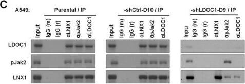 <b>Independent Antibodies Validation. </b>Western Blot: MUPP1 Antibody [NBP1-49975] - LDOC1 interacts with Ligand Of Numb-Protein X 1 (LNX1) to promote phospho-JAK2 (pJAK2) degradation through the ubiquitin–proteasome pathway. (A,B) LDOC1 enhances proteasomal degradation (A) & ubiquitination (B) of pJAK2 in basal & IL-6-stimulated A549-derived cell lines. A549-derived cell lines were starved overnight & pretreated with CHX (100 μg/mL), either alone or with proteasome inhibitor MG132 (20 uM) for 3 h before IL-6 (100 ng/mL) stimulation. The cells were lysed in an NP-40 lysis buffer containing MG132 (20 μg/mL) & ubiquitin aldehyde (20 μg/mL) to inhibit isopeptidase activities. (A) Western blotting was performed to examine the levels of indicated proteins. (B,C) The cell extracts were precleared with mouse or rabbit IgG (IgGm or IgGr, respectively) before being immunoprecipitated using antibodies against either pJAK2 (B,C) or against LDOC1 & LNX1 antibodies (C). The input & the Immunoprecipitation (IP) fractions were analyzed through immunoblotting (blot) using antibodies that recognized the indicated proteins. After being stripped, the membrane was reblotted with an anti-pJAK2 antibody (B). (D) Associations between LDOC1-LNX1 & LDOC1-pJAK2 in IL-6-treated A549 & A549-shCtrl-D10 cells. IL-6 stimulated cells were subjected to immunofluorescence assay (IFA) by using anti-LDOC1-DyLight594 (red), anti-LNX1-FITC (green), & anti-pJAK2-FITC (green), respectively. The 4′,6-diamidino-2-phenylindole (DAPI, blue) was used for nuclear counterstaining. Images were captured using a confocal microscope. IP or IFA performed with IgGm or IgGr were used as negative controls. Image collected & cropped by CiteAb from the following publication (//pubmed.ncbi.nlm.nih.gov/30634502), licensed under a CC-BY license. Not internally tested by Novus Biologicals.