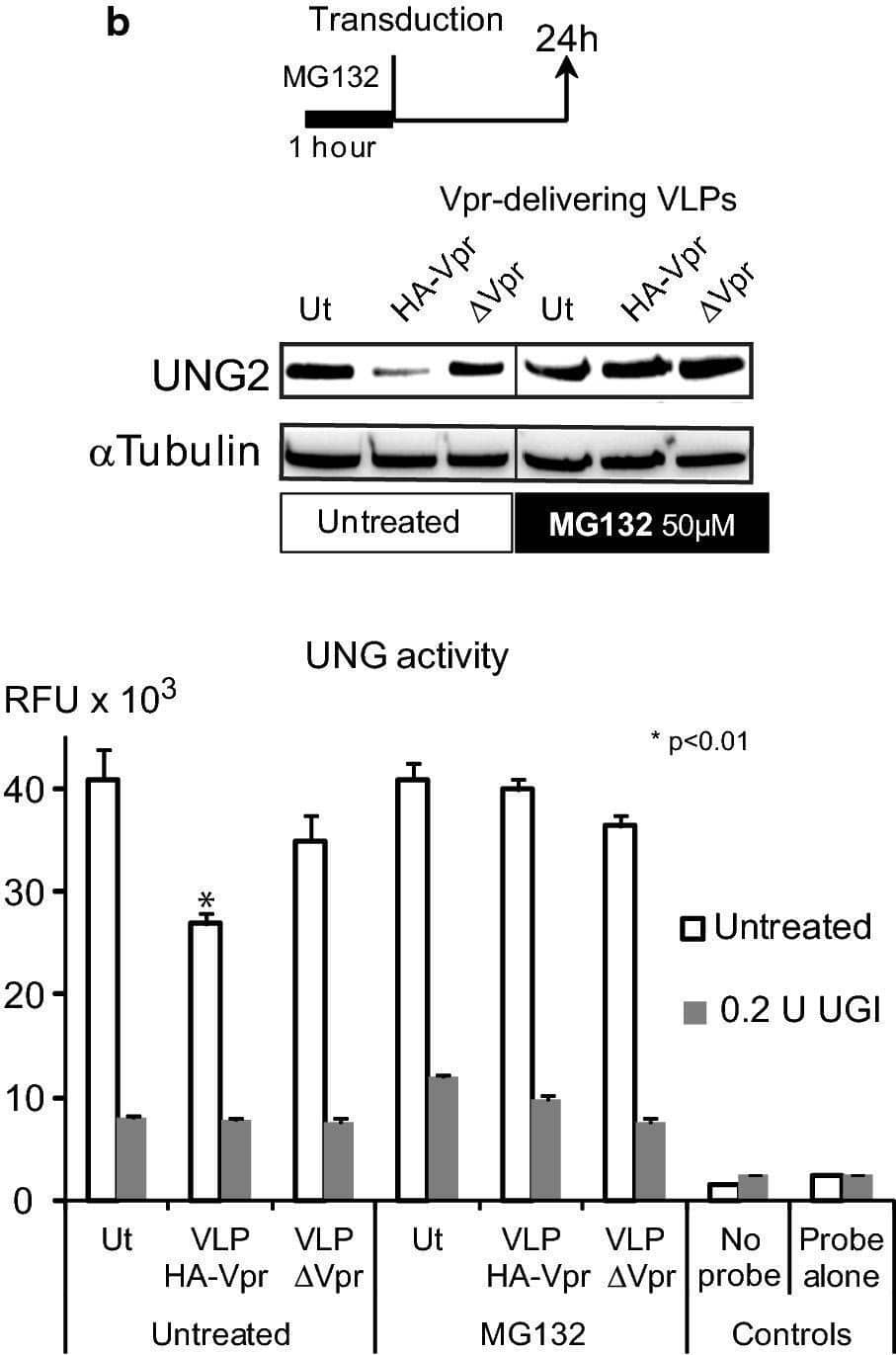 VLP-delivered HA-Vpr induces a proteasome-dependent decrease in human B lymphocyte uracil removal capacity. a Daudi B-cells were transduced with VLP HA-Vpr wt or mutant (R90K, Q65R or W54R) or  delta Vpr at M.O.I of 10. 72 h later cells were lysed and examined by immunoblot for UNG2 content (with anti-UNG2 antibody or anti-alpha  tubulin as control). Lanes were cropped from different parts of a unique gel (see Additional file 2: Supplementary dataset 2). Corresponding UNG activity was measured in the presence or absence of the UNG inhibitor UGI. b Daudi cells were treated for 1 h with 50 uM MG132 and then transduced with the indicated VLPs at MOI of 10. 24 h later, UNG2 content was analyzed with anti-UNG2 by western blotting (lanes were cropped from different parts of a unique gel (see Additional file 2: Supplementary dataset 2)) and UNG activity as in (a). Values are the means of triplicate measurements +/- SD. Statistical significance was determined using the ANOVA test. Ut: untransduced Image collected and cropped by CiteAb from the following open publication (//pubmed.ncbi.nlm.nih.gov/32778120), licensed under a CC-BY license. Not internally tested by Novus Biologicals.