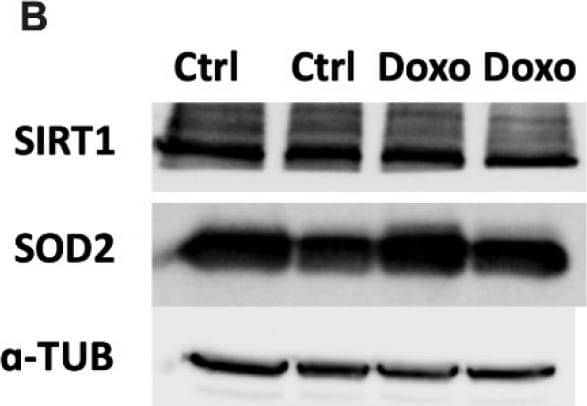 Western Blot Sirtuin 1/SIRT1 Antibody (1F3) - BSA Free
