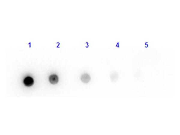 Dot Blot results of Goat Goat F(ab) anti-Mouse IgG (H+L) Secondary Antibody. Dots are Mouse IgG at (1) 100ng, (2) 33.3ng, (3) 11.1ng, (4) 3.70ng, (5) 1.23ng. blocking for 30 min at RT. Primary Antibody: Goat Fab Anti-Mouse IgG at 1ug/mL for 1hr at RT. Secondary Antibody: Donkey Anti-Goat IgG HRP at 1:40,000 for 30min at RT. Imaged with BioRad ChemiDoc, Chemi filter.