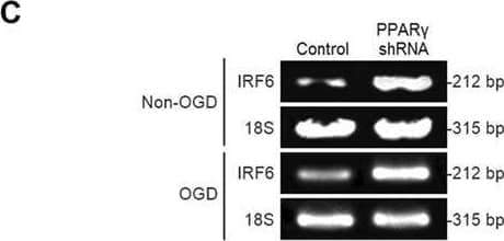 Western Blot IRF6 Antibody